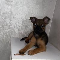 Cucciolo pastore