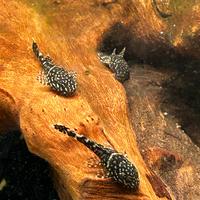 Ancistrus