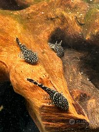 Ancistrus