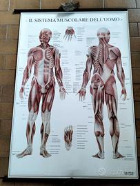 Poster vintage Sistema muscolare Umano.