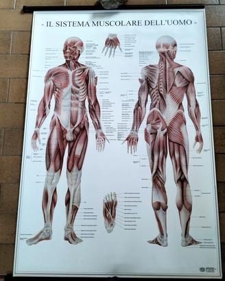 Poster vintage Sistema muscolare Umano.