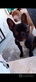 Bulldog francese