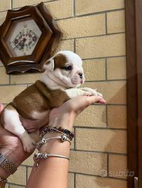 Cuccioli bulldog inglese