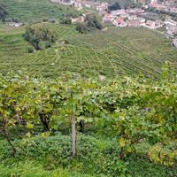 VIGNETO di PROSECCO DOCG