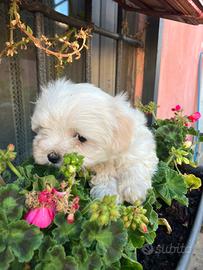 Cuccioli di Maltese