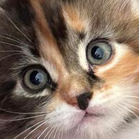 Gattini di Gatto Siberiano