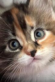 Gattini di Gatto Siberiano