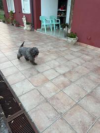 Lagotto Romagnolo