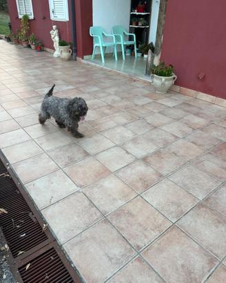 Lagotto Romagnolo