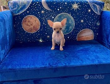 Chihuahua