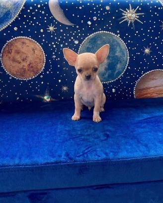 Chihuahua