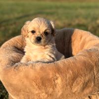 Maltipoo