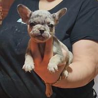 Bulldog francese