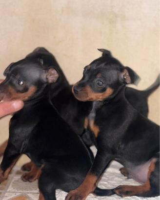 Cuccioli di razza pimger