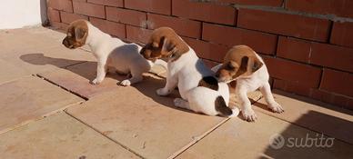 Cuccioli di jack russell