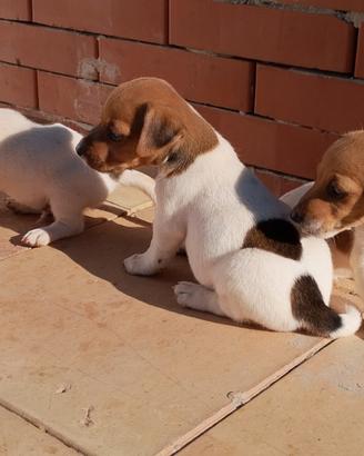 Cuccioli di jack russell