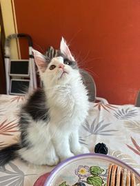 Maine Coon con pedigree