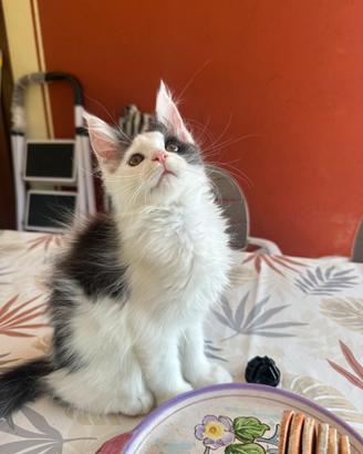 Maine Coon con pedigree
