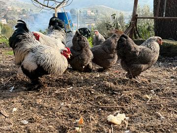 Gallo brahma nano perniciato argento a maglie nere