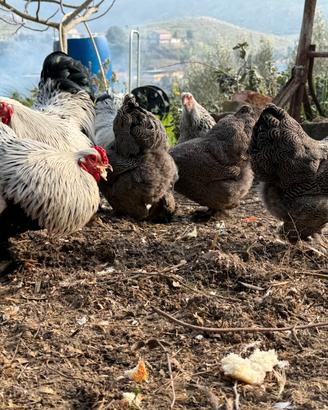 Gallo brahma nano perniciato argento a maglie nere