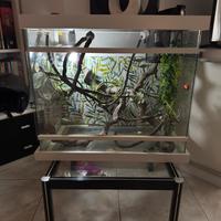 Teca per camaleonte camaleontiera