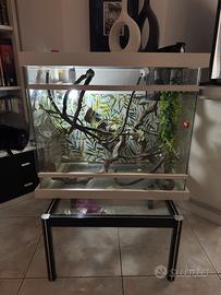 Teca per camaleonte camaleontiera