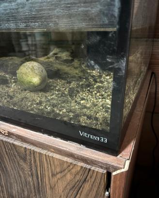 Acquario