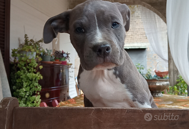 Cuccioli Amstaff Blue