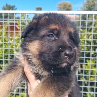 Cuccioli di pastore tedesco