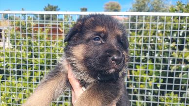 Cuccioli di pastore tedesco