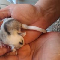 Cuccioli petauro dello zucchero
