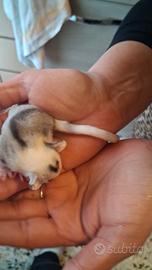 Cuccioli petauro dello zucchero