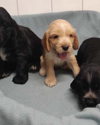 Coker spaniel