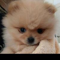 Spitz di Pomerania nano