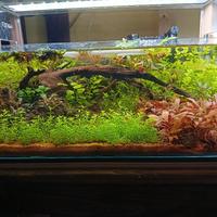 Talee di Piante d'acquario