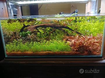 Talee di Piante d'acquario