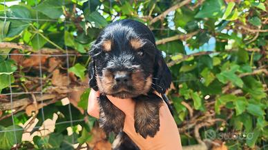 Cuccioli Cocker Spaniel inglese