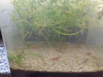 acquario
