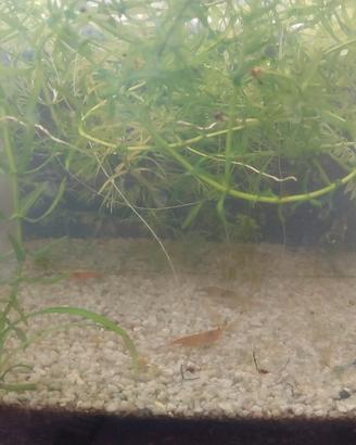 acquario