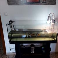 Acquario