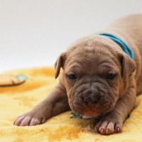 Cuccioli Pitbull