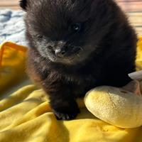 Spitz nano tedesco/volpino pomerania