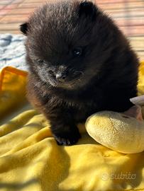 Spitz nano tedesco/volpino pomerania