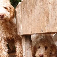 Lagotto femmina