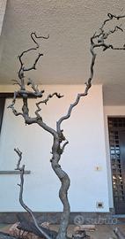 Ramo nocciolo contorto per decorazione