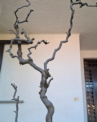 Ramo nocciolo contorto per decorazione
