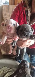 Bulldog francesi