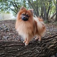 Pomerania maschio per monta