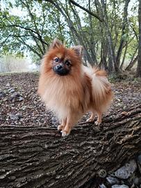 Pomerania maschio per monta
