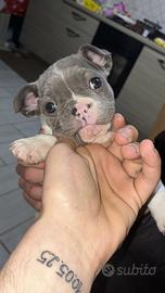 Bulldog francese